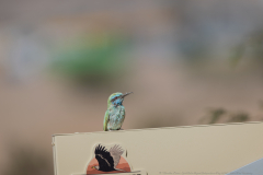 07-Eilat-Bird-Sanctuary