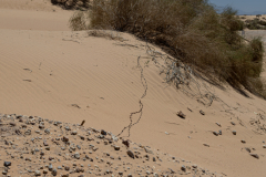 23-Samar-Sands